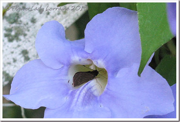 07-23-clock-vine-visitor