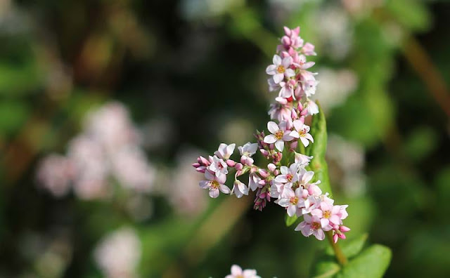 Beautiful Buckwheat Flowers Pictures