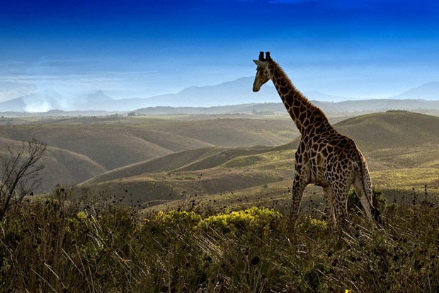Wildlife-photography-Giraffe Wildlife-photography-Giraffe