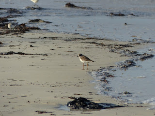 Charadrius - Gravelot de Cuba - Oiseaux de rivage - Oiseaux limicoles