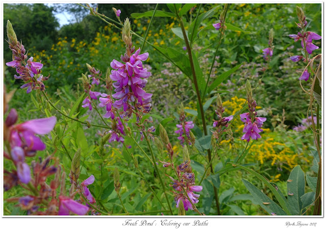 Fresh Pond: Coloring our Paths