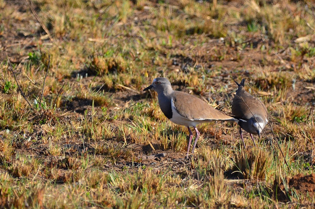 Vanneau à ailes noires - Vanellus melanopterus