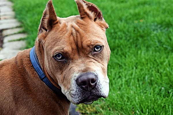 Tips for Caring for Pit bull Dogs that are Easy and Simple