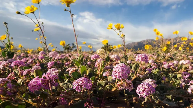 Glacier national wildflowers
