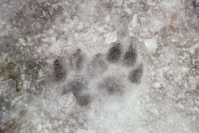 Cold Facts about Dangers of Anti-Freeze for your Pets - Paws and Claws Pet Insurance