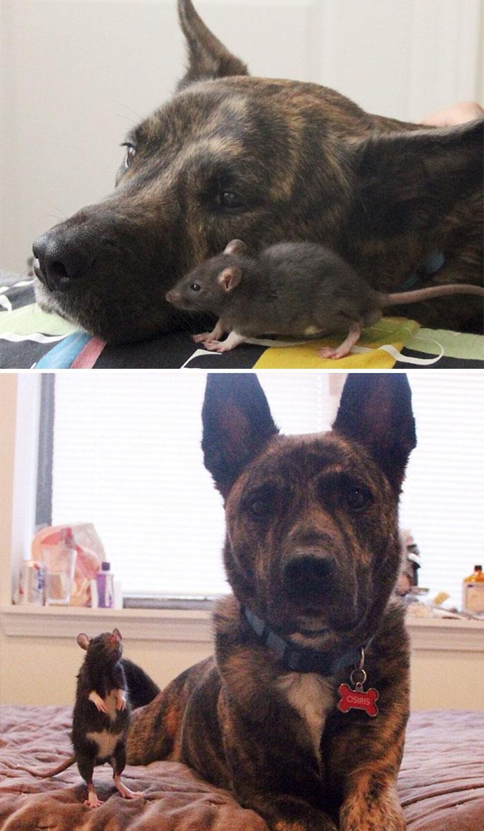 50 Heart-Warming Photos of Animals Growing Up Together - Rescued Pet Rat Riff And Osiris Best Friends Forever