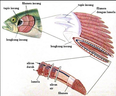 organ ingsang ikan