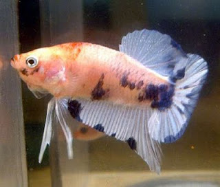 Fresh Water Ornamental Fish - Diseases Pictures