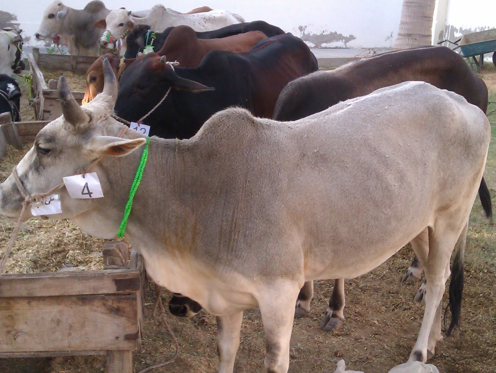 Bakra Eid,Qurbani 2013,Cow Slaughter,Camel Sacrifice,Eid 
