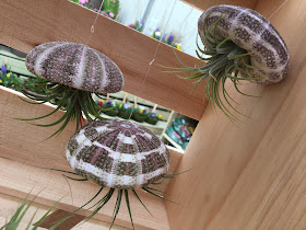 air plant jelly fish with sea urchin shells