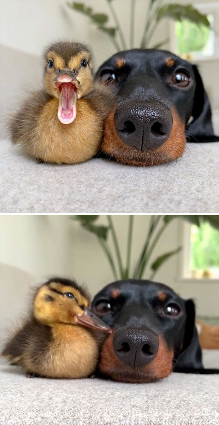 28 Incredibly Cute Pictures Every Duck Lover Will Fall For