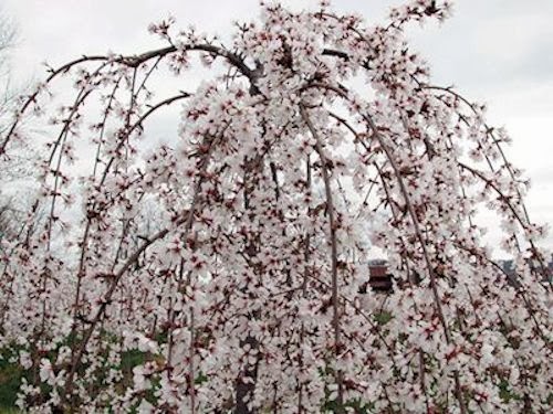 A GUIDE TO NORTHEASTERN GARDENING: Spring Flowering Trees ...