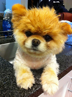 Meet Boo the Cutest Pomeranian Dog Seen On www.coolpicturegallery.us