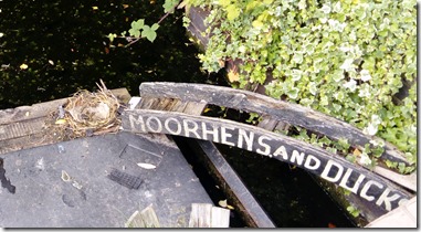 6 moorhen nest