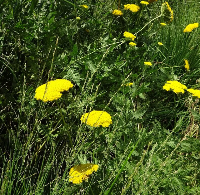 Achillea Filipendulina Coronation Gold Yarrow