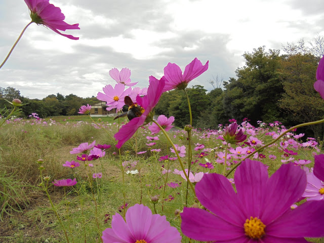 クマ蜂がコスモスの蜜を吸っていました