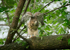 Tompkins Square red-tailed hawk fledgling