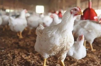 أسعار الدجاج تتجاوز 19 درهما ومغاربة غاضبون و يصرخون