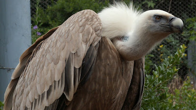 Vulture