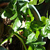 Philodendron bipinnatifidum Atom