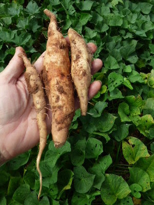 1st sampling of sweet potatoes found growing under the sprawling vines. 