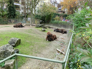 Bisons