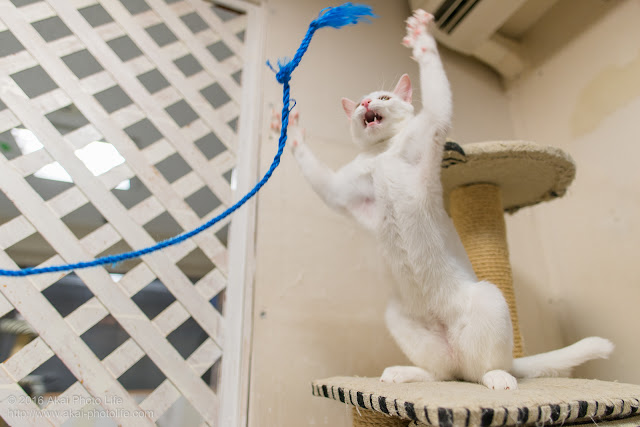 猫カフェ 西国分寺シェルターにいた遊び好きな白猫が激しく紐にじゃれている瞬間を写した写真