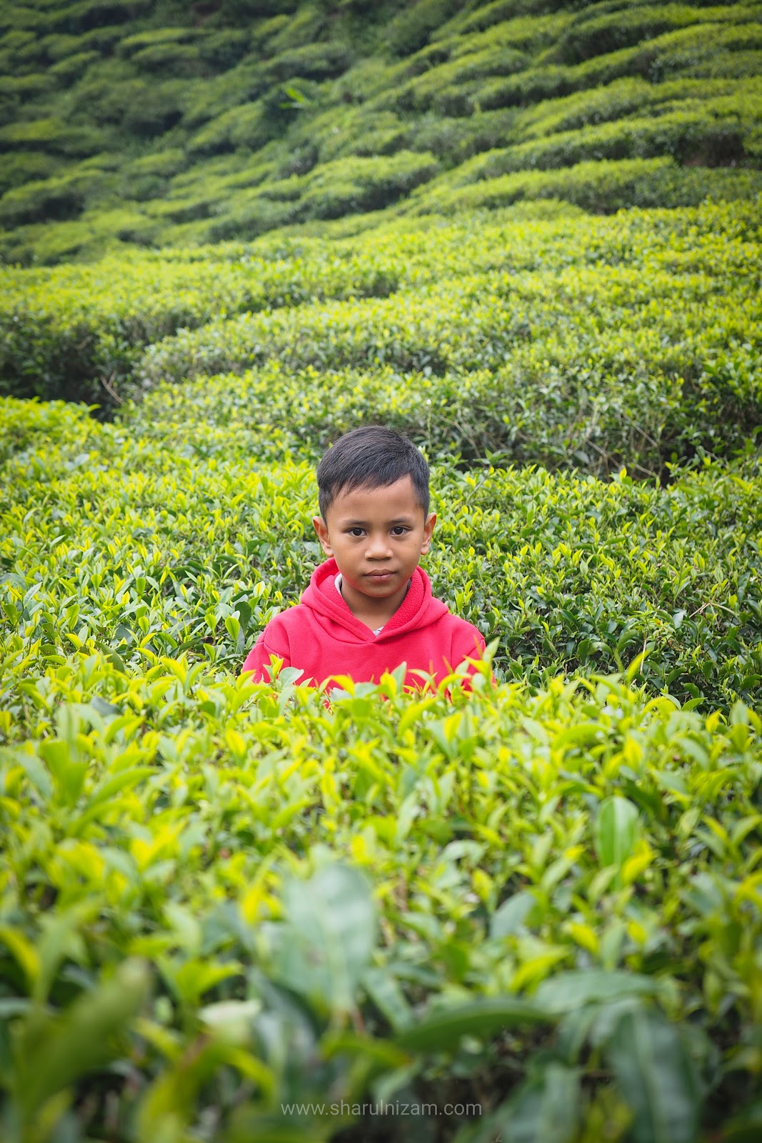 Cameron Valley Tea House 1, Cameron Highlands