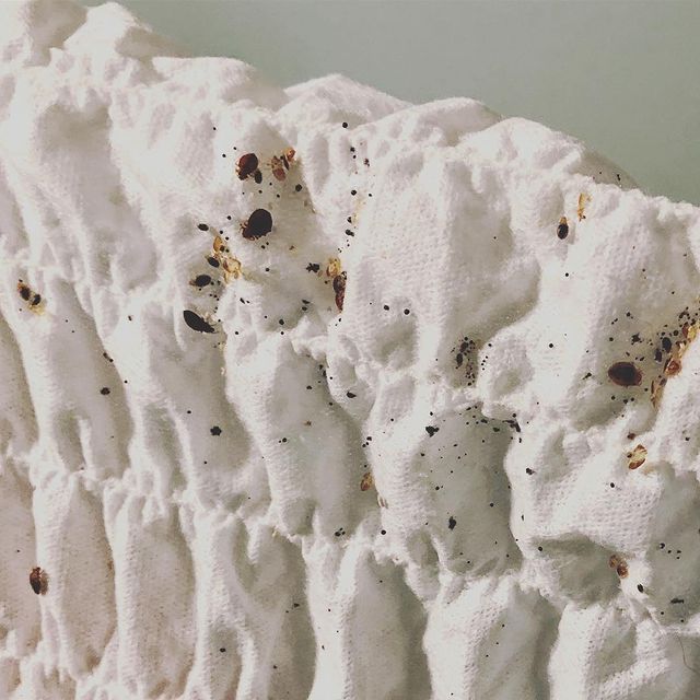 bed bug images on sheets