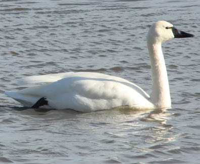 trumpeter swan. The trumpeter swan is the