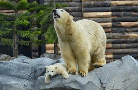 AUSTRALIA BABY POLAR BEAR