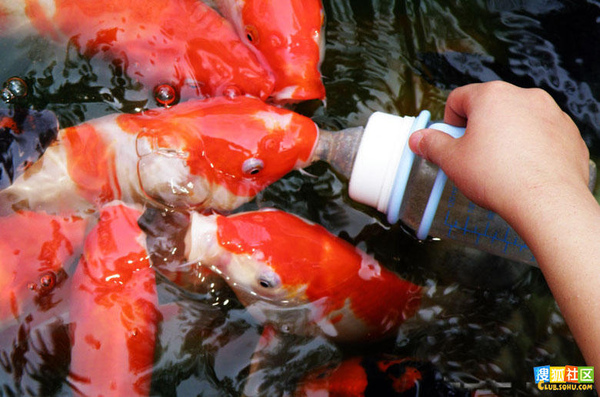 Feeding Fish in China