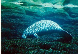 homosassa springs, fl #2
