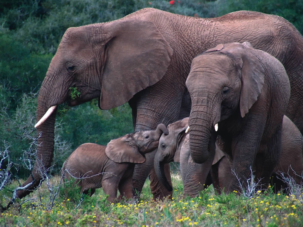 Resultado de imagem para Caça causa diminuição rápida da população de elefantes