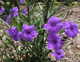 Ruellia Simplex