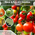 Inilah Berbagai Hama & Penyakit Yang Sering Menyerang Tanaman Tomat Anda 
