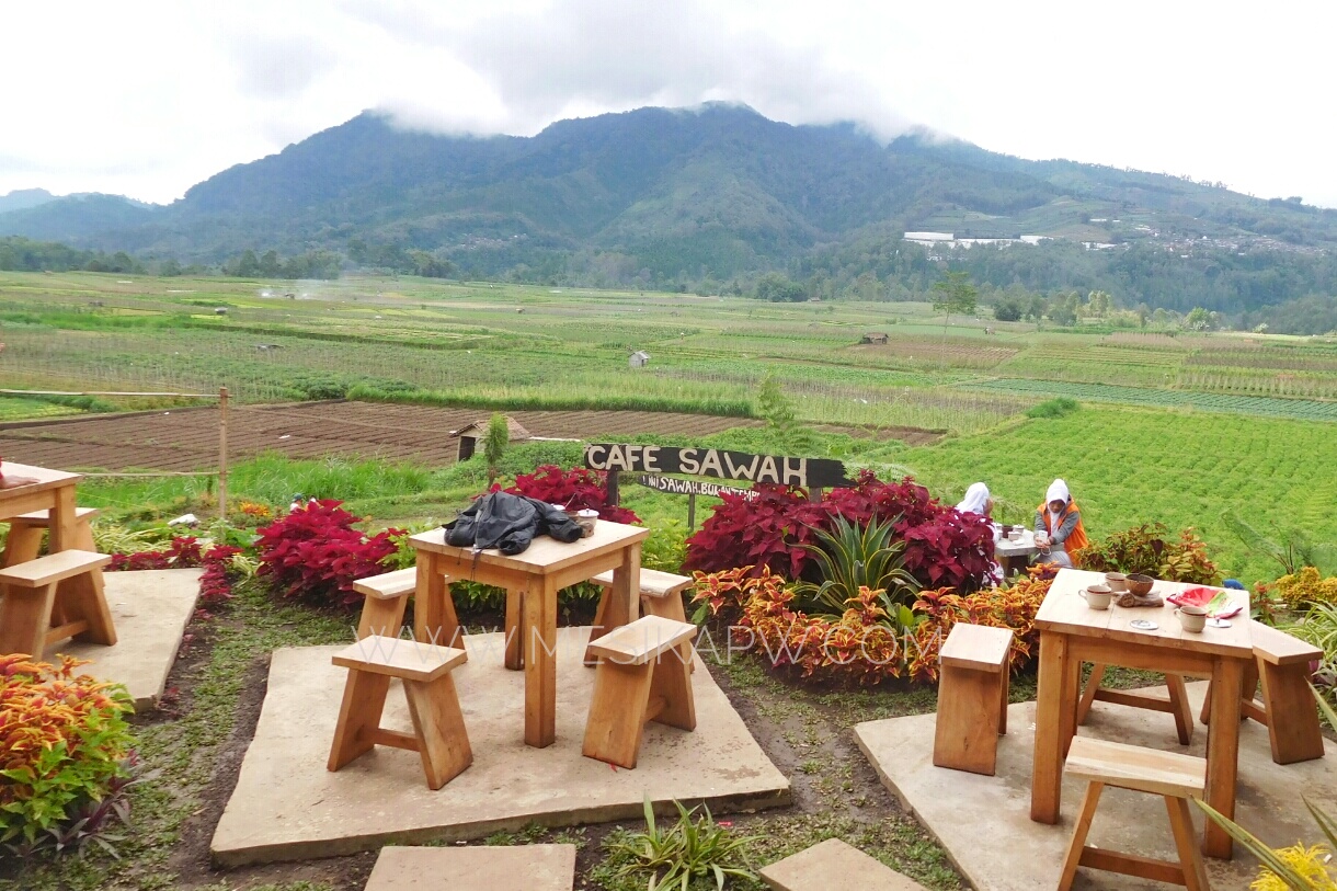 Cafe Sawah Pujon Kidul Batu Cara Asyik Nongkrong Di Tengah
