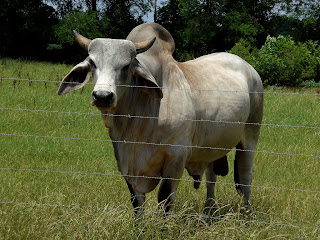 zebu