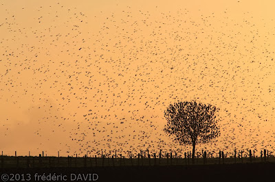 silhouettes oiseaux campagne arbre contre-jour contraste lever soleil Seine-et-Marne