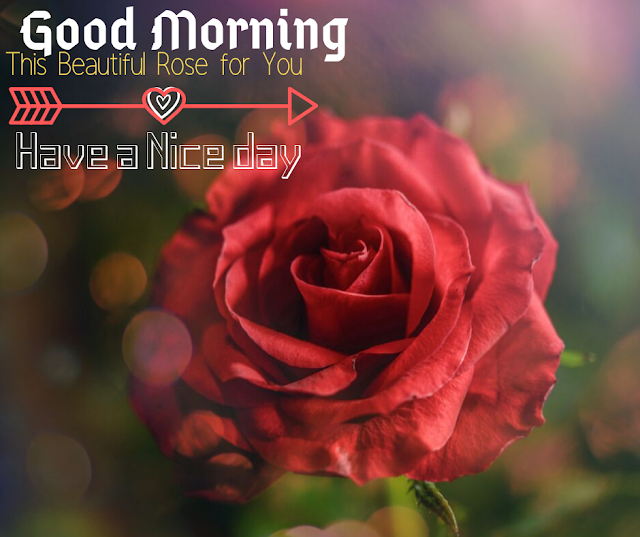 Lovely  Rose Good Morning Images 