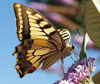 Una femmina di macaone (Papilio machaon) si trattiene sui fiori di buddleja. Foto di Andrea Mangoni.