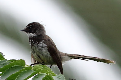 "Spot-breasted Fantail, perched atop a mulberry tree."