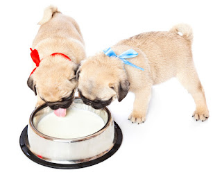 Sea o no los perros pueden comer productos lácteos como la leche, el yogur y el queso es una de las preguntas más