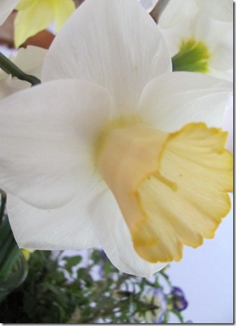 daffodils
