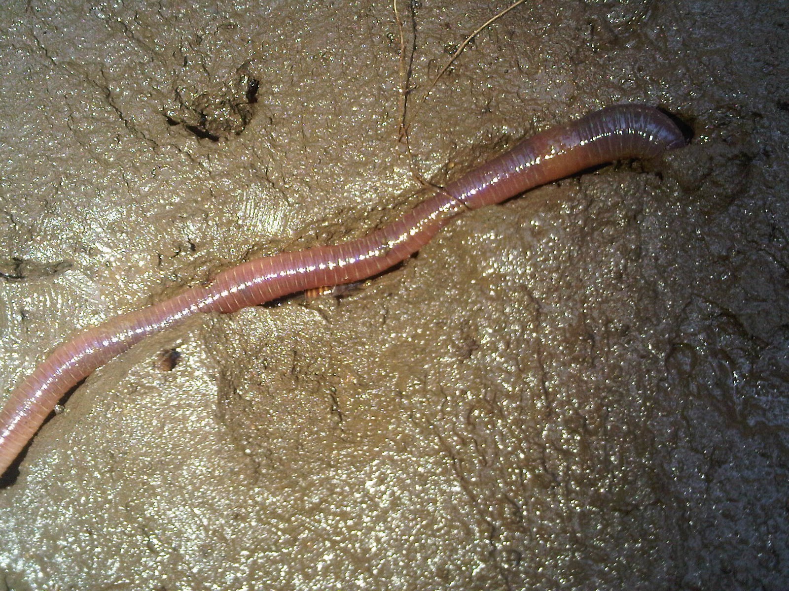 lumbricus rubellus Cacing Tanah 