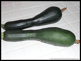 zucchini summer squash