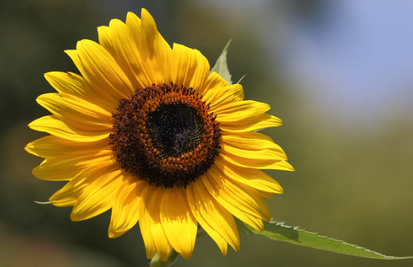 25 Gambar Bunga Matahari Asli Kumpulanaplikasi