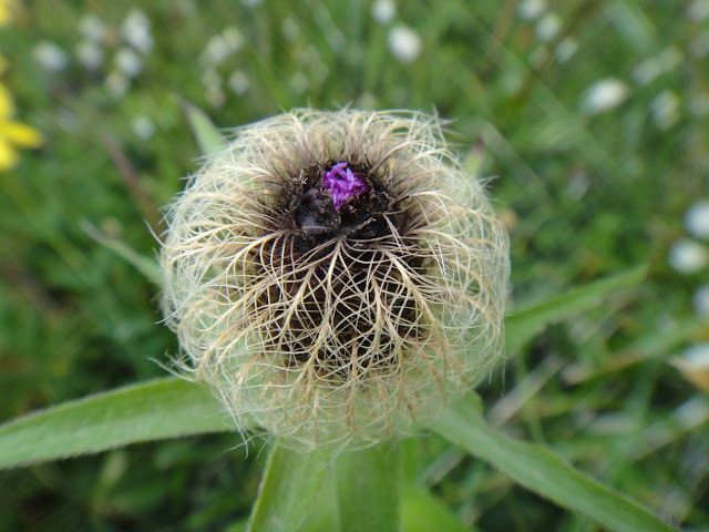 fleurs de montagne