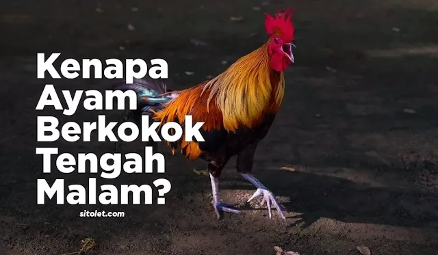 Ayam Berkokok Tengah Malam