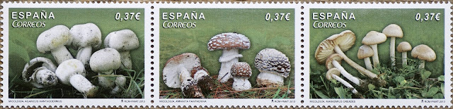 AGARICUS XANTHODERMUS, AMANITA PANTHERINA Y MARASMIUS OREADES